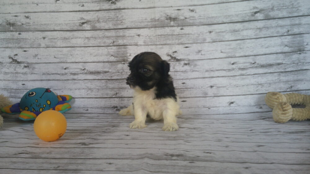 Heidi's Female #3 Born 6-30-23 $2275 is reserved for Leon & Janice in Georgia! - Image 15