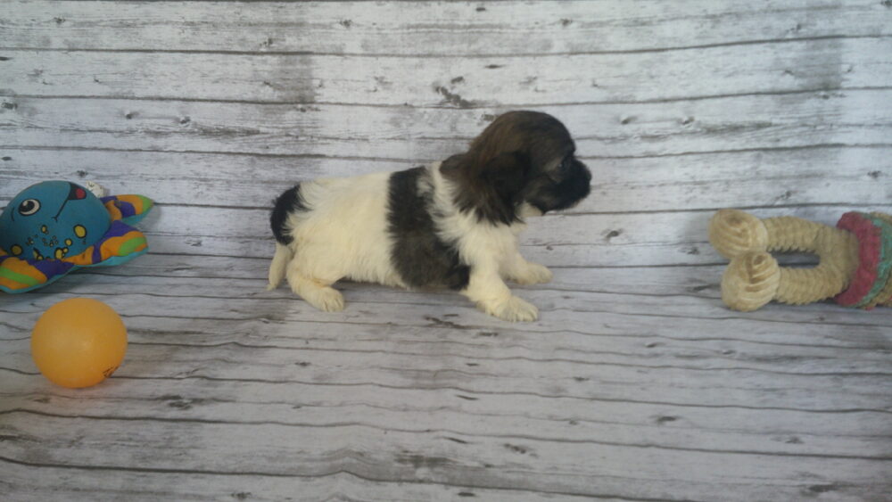 Heidi's Female #3 Born 6-30-23 $2275 is reserved for Leon & Janice in Georgia! - Image 14