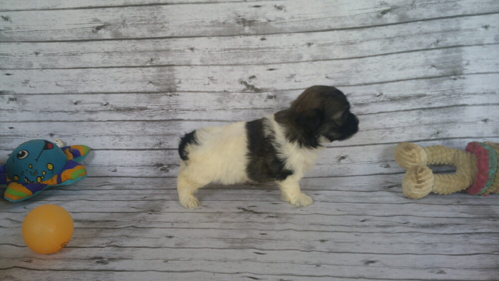 Heidi's Female #3 Born 6-30-23 $2275 is reserved for Leon & Janice in Georgia! - Image 13