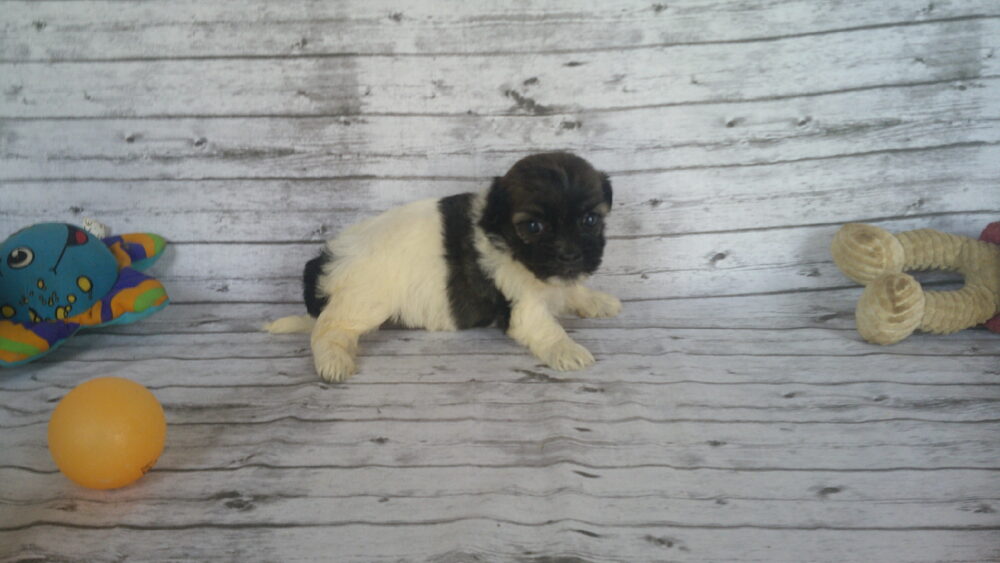 Heidi's Female #3 Born 6-30-23 $2275 is reserved for Leon & Janice in Georgia! - Image 12