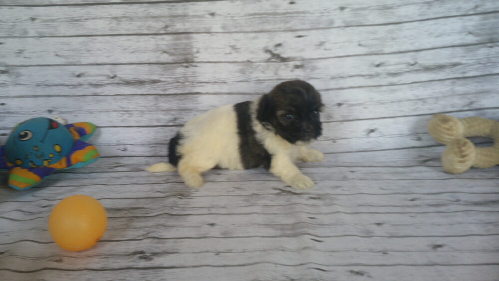 Heidi's Female #3 Born 6-30-23 $2275 is reserved for Leon & Janice in Georgia! - Image 11