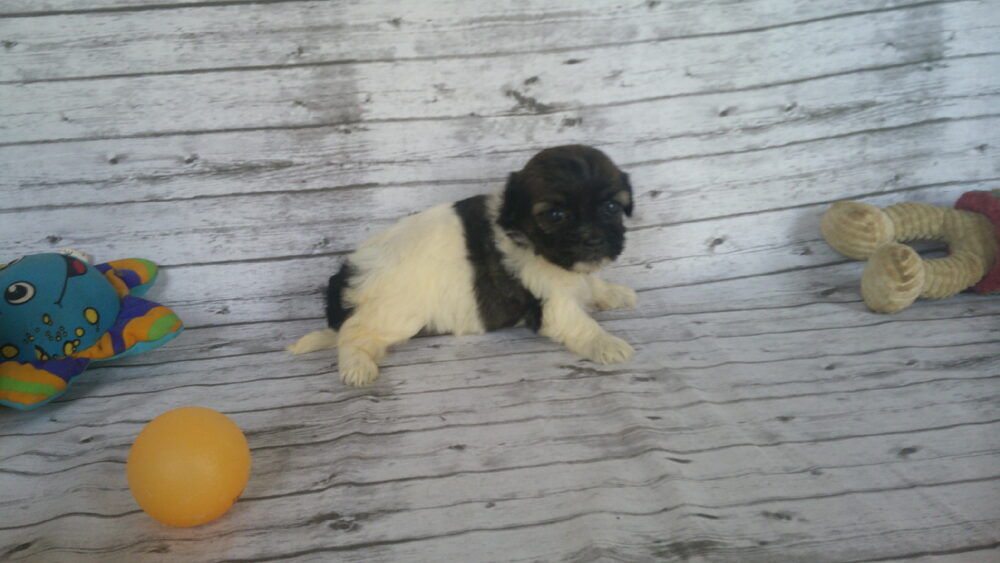 Heidi's Female #3 Born 6-30-23 $2275 is reserved for Leon & Janice in Georgia! - Image 10