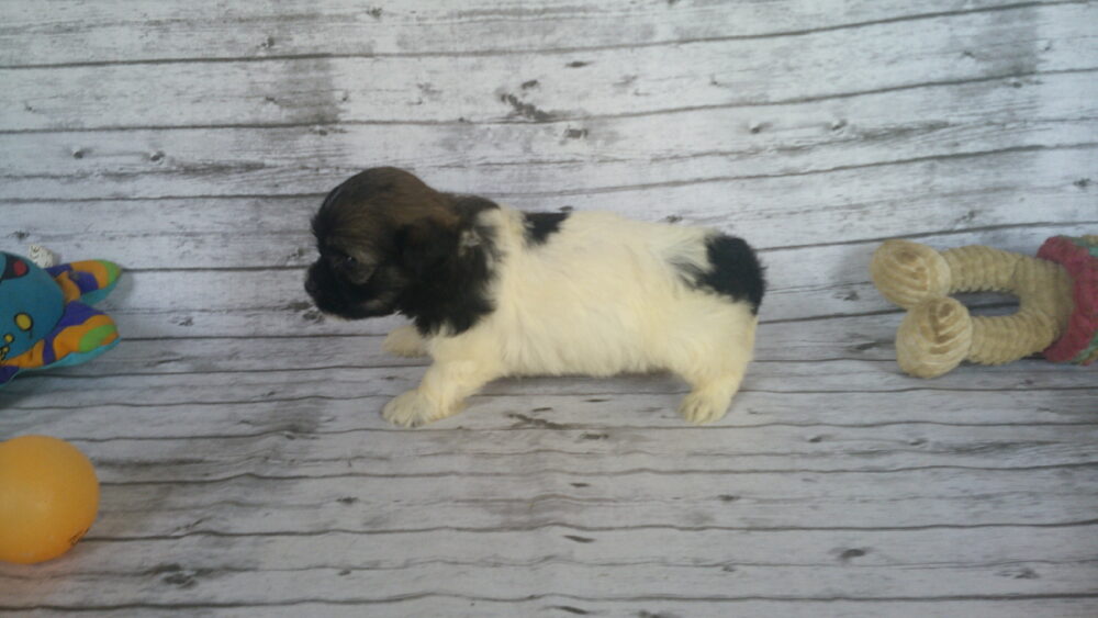 Heidi's Female #3 Born 6-30-23 $2275 is reserved for Leon & Janice in Georgia! - Image 5