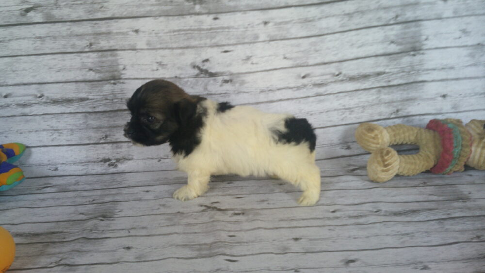 Heidi's Female #3 Born 6-30-23 $2275 is reserved for Leon & Janice in Georgia! - Image 9