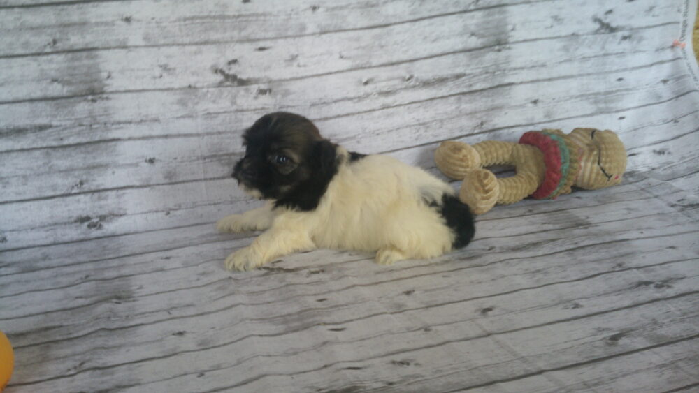Heidi's Female #3 Born 6-30-23 $2275 is reserved for Leon & Janice in Georgia! - Image 8