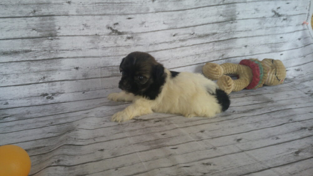 Heidi's Female #3 Born 6-30-23 $2275 is reserved for Leon & Janice in Georgia! - Image 7