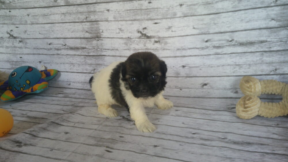 Heidi's Female #3 Born 6-30-23 $2275 is reserved for Leon & Janice in Georgia! - Image 6