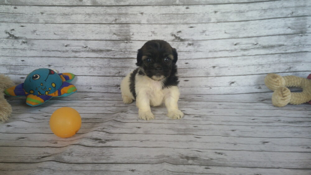 Heidi's Female #3 Born 6-30-23 $2275 is reserved for Leon & Janice in Georgia! - Image 4