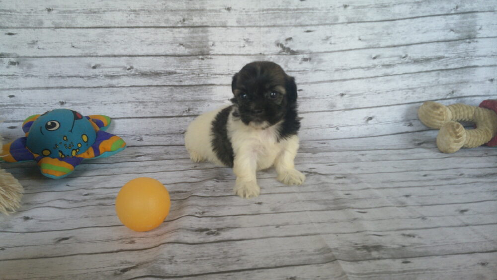 Heidi's Female #3 Born 6-30-23 $2275 is reserved for Leon & Janice in Georgia! - Image 3