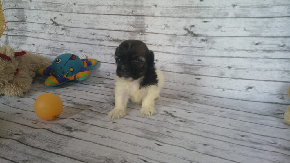 Heidi's Female #3 Born 6-30-23 $2275 is reserved for Leon & Janice in Georgia! - Image 2