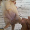 Cinnabon's Female #1 Born 7-19-23 $2275 - Image 12