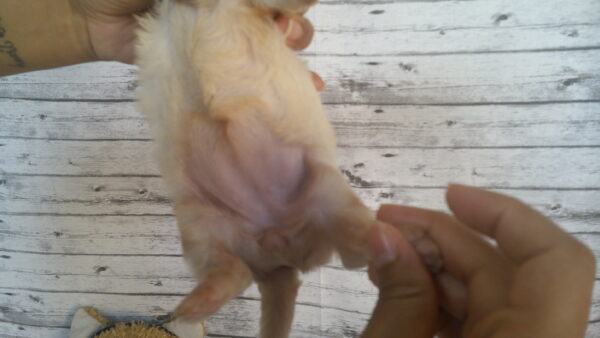 Cinnabon's Female #1 Born 7-19-23 $2275 - Image 12