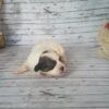 Cinnabon's Female #1 Born 7-19-23 $2275 - Image 8