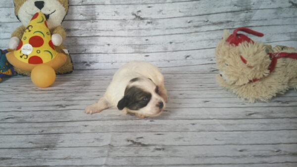Cinnabon's Female #1 Born 7-19-23 $2275 - Image 8