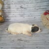 Cinnabon's Female #1 Born 7-19-23 $2275 - Image 7