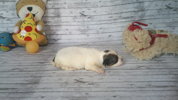 Cinnabon's Female #1 Born 7-19-23 $2275 - Image 7