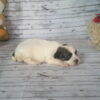 Cinnabon's Female #1 Born 7-19-23 $2275 - Image 6