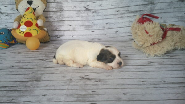 Cinnabon's Female #1 Born 7-19-23 $2275 - Image 6