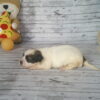 Cinnabon's Female #1 Born 7-19-23 $2275 - Image 5