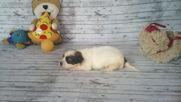 Cinnabon's Female #1 Born 7-19-23 $2275 - Image 5