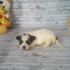 Cinnabon's Female #1 Born 7-19-23 $2275