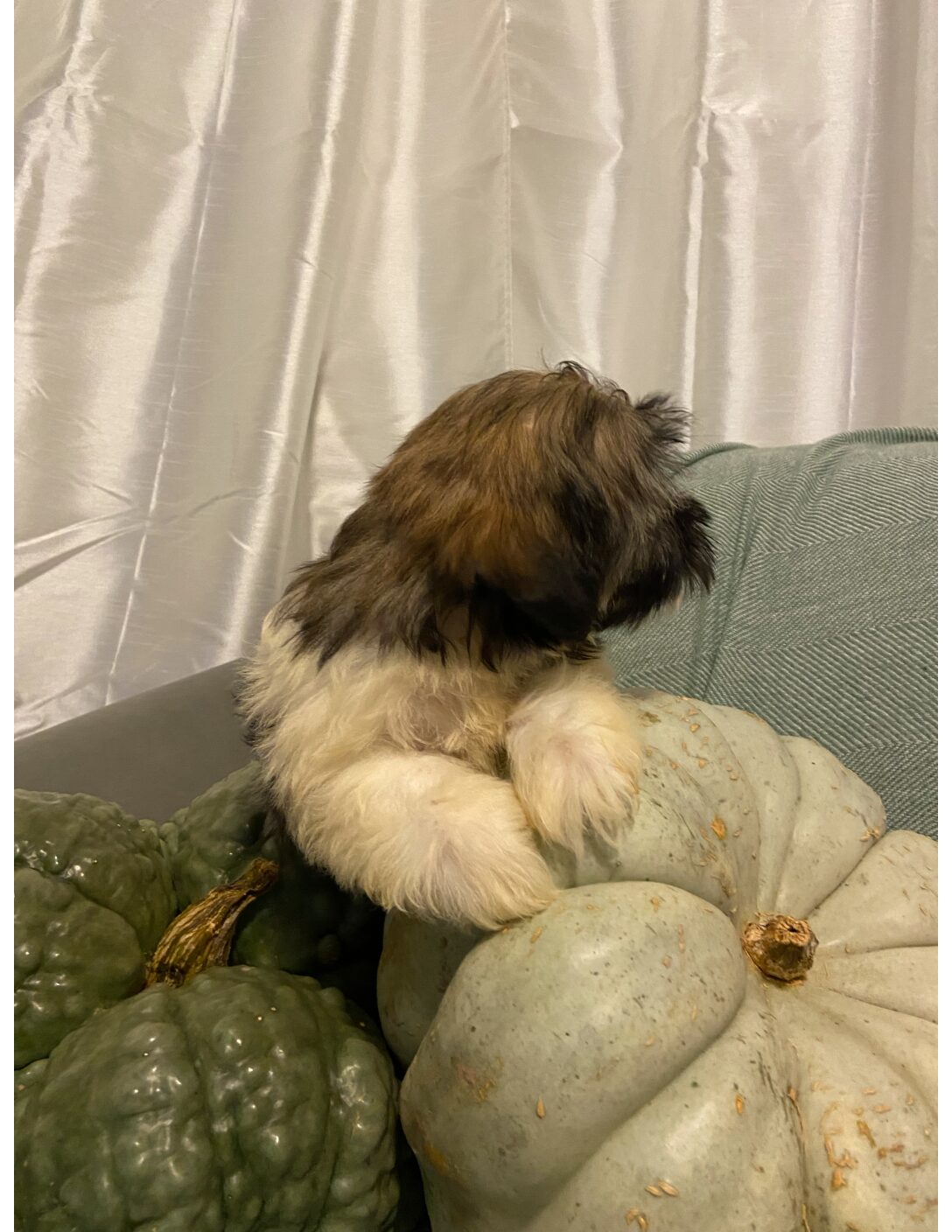 Heidi's Female #3 Born 6-30-23 $2275 is reserved for Leon & Janice in Georgia! - Image 20