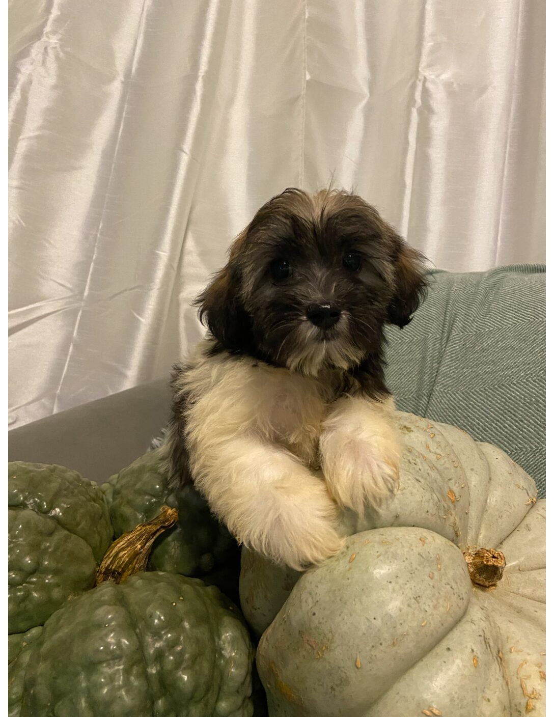 Heidi's Female #3 Born 6-30-23 $2275 is reserved for Leon & Janice in Georgia! - Image 21