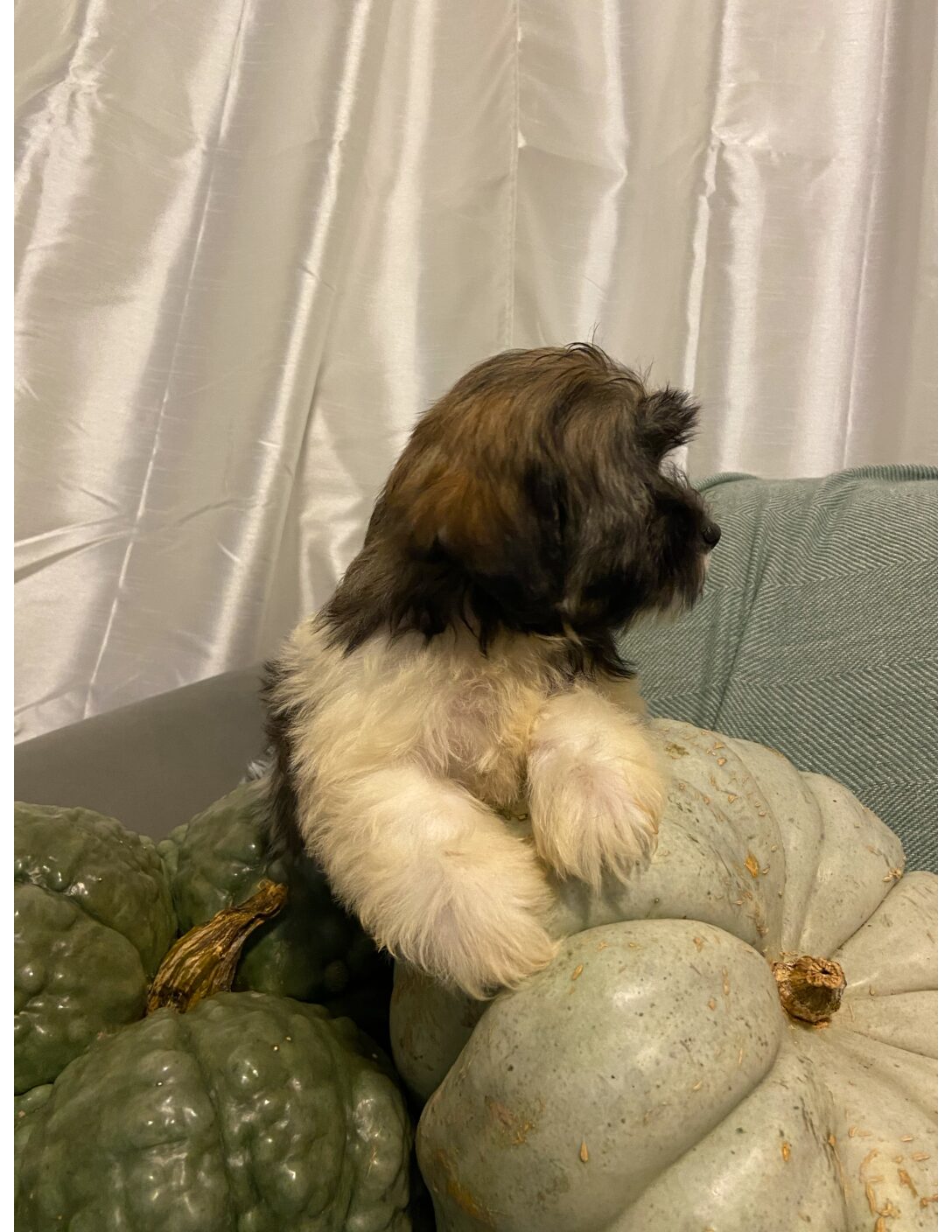 Heidi's Female #3 Born 6-30-23 $2275 is reserved for Leon & Janice in Georgia! - Image 22