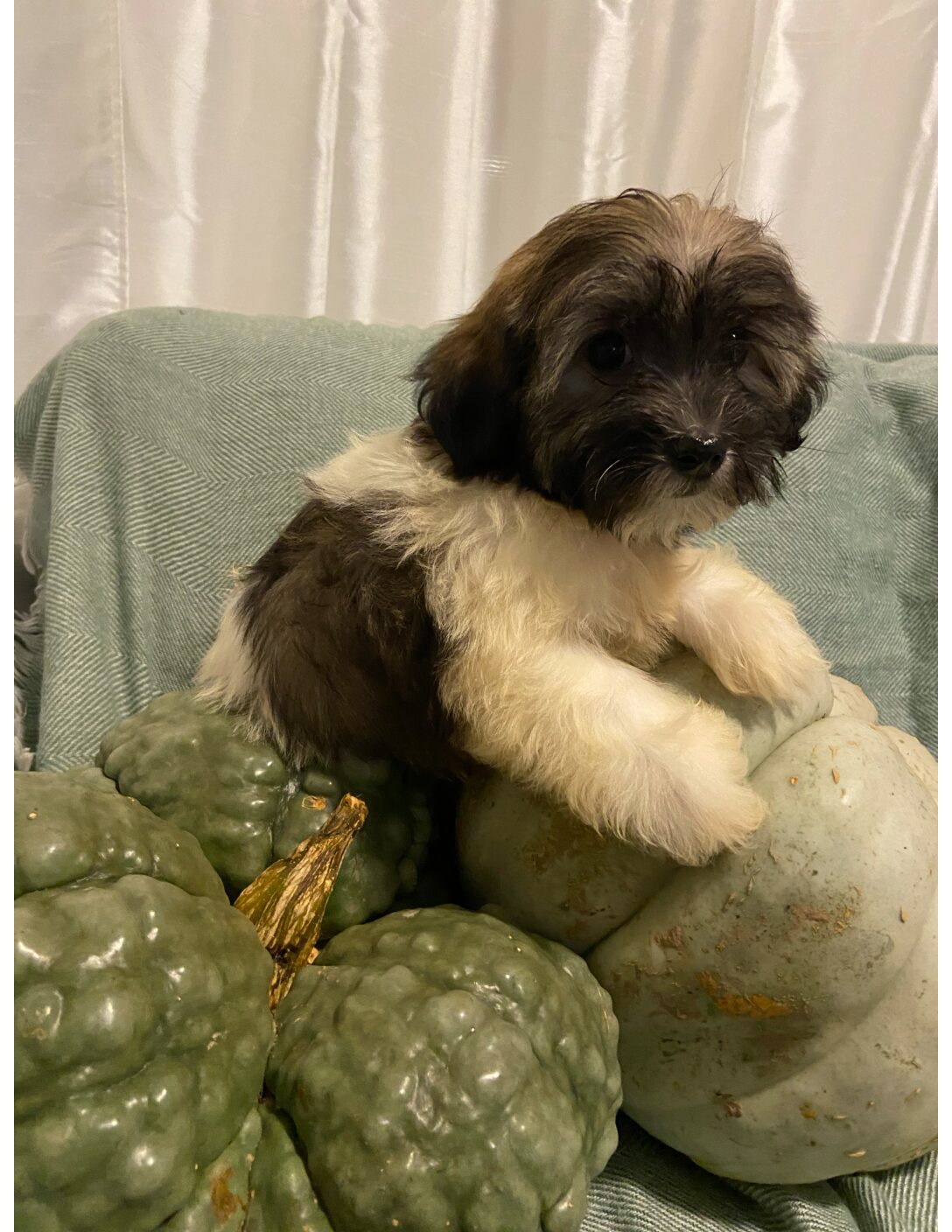 Heidi's Female #3 Born 6-30-23 $2275 is reserved for Leon & Janice in Georgia! - Image 24