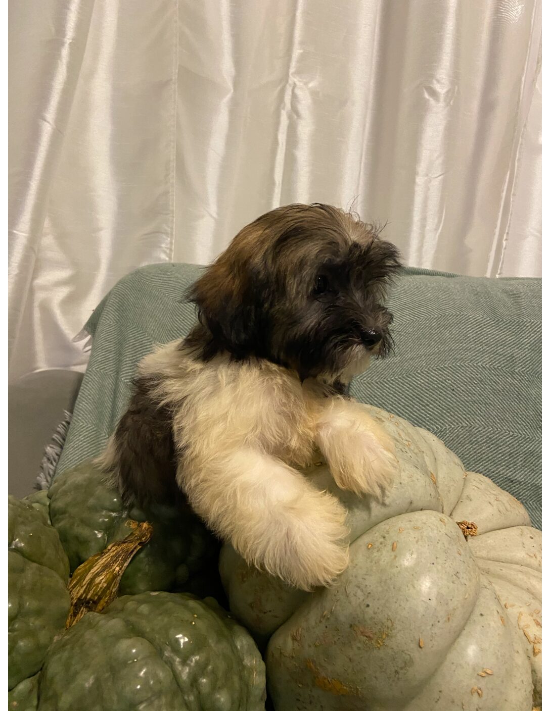 Heidi's Female #3 Born 6-30-23 $2275 is reserved for Leon & Janice in Georgia! - Image 25