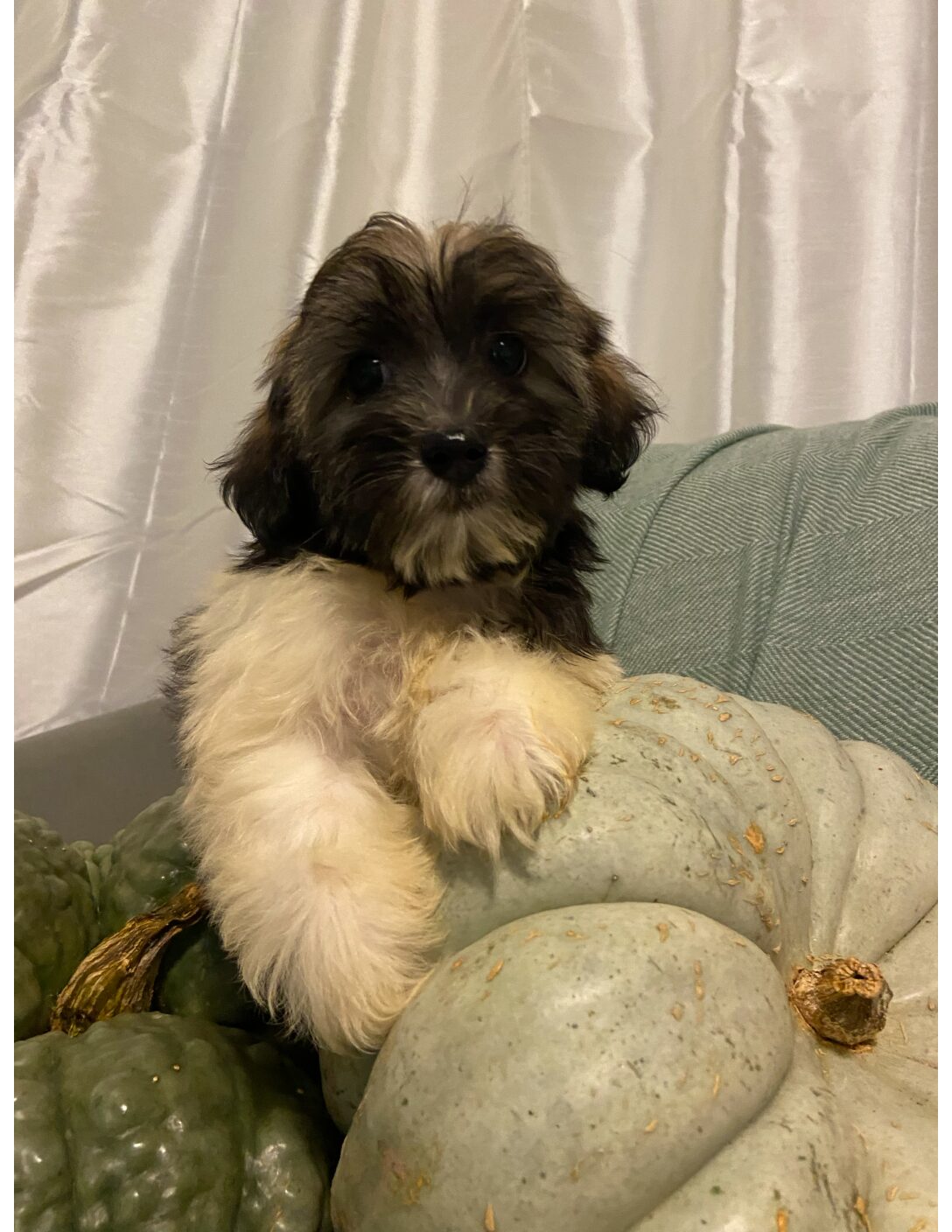 Heidi's Female #3 Born 6-30-23 $2275 is reserved for Leon & Janice in Georgia! - Image 26