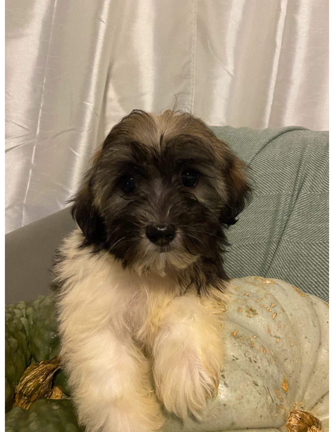Heidi's Female #3 Born 6-30-23 $2275 is reserved for Leon & Janice in Georgia! - Image 27