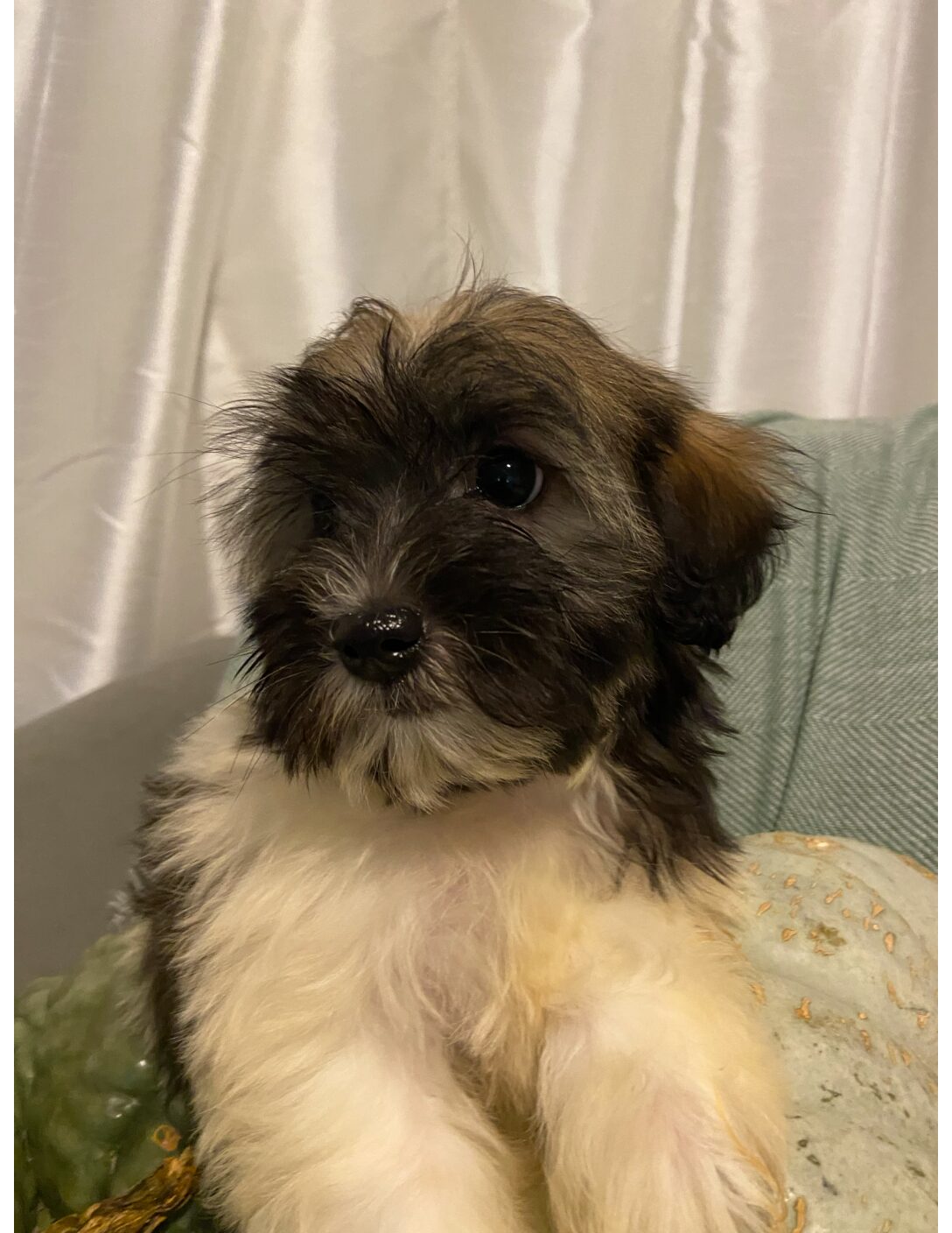 Shih Tzu Kijiji Puppies For Sale Kijiji Shih Poo Sitchu Dogs For Sale