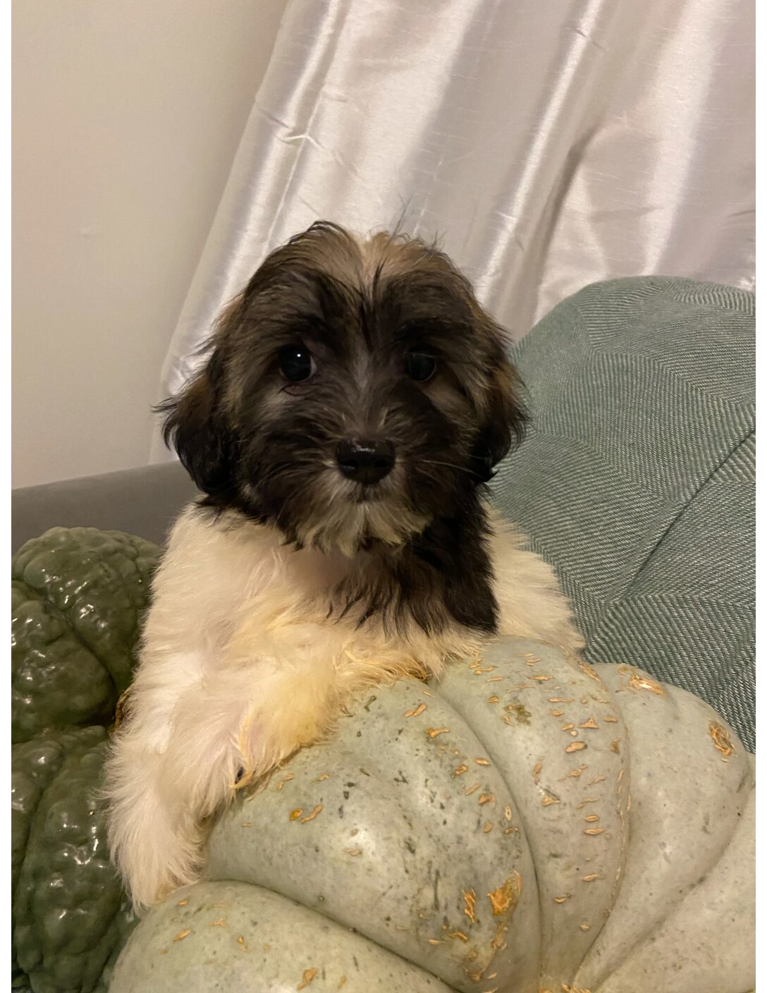 Heidi's Female #3 Born 6-30-23 $2275 is reserved for Leon & Janice in Georgia! - Image 30