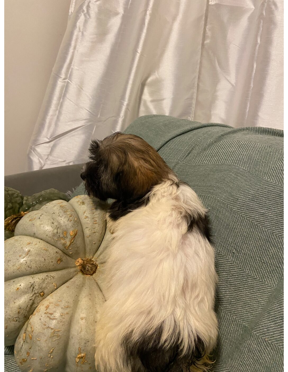 Heidi's Female #3 Born 6-30-23 $2275 is reserved for Leon & Janice in Georgia! - Image 31