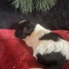 Zena's Female #1 Born 10-6-24 $2,575