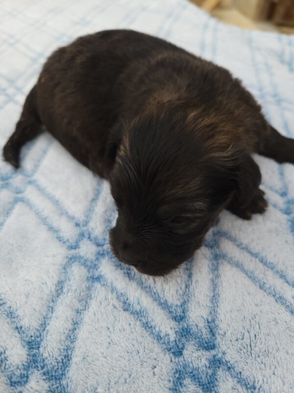 Reba's Male #1 Born 1-5-25 $2,275 - Image 11