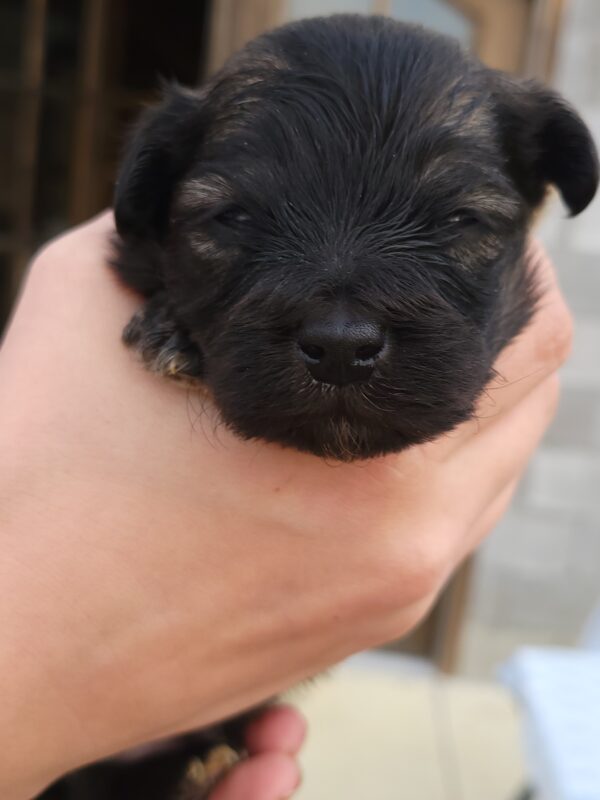 Reba's Male #1 Born 1-5-25 $2,275 - Image 15