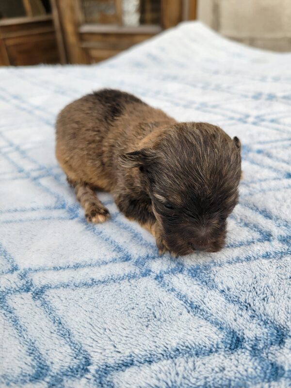 Reba's Male #3 Born 1-5-25 $2,275 - Image 5