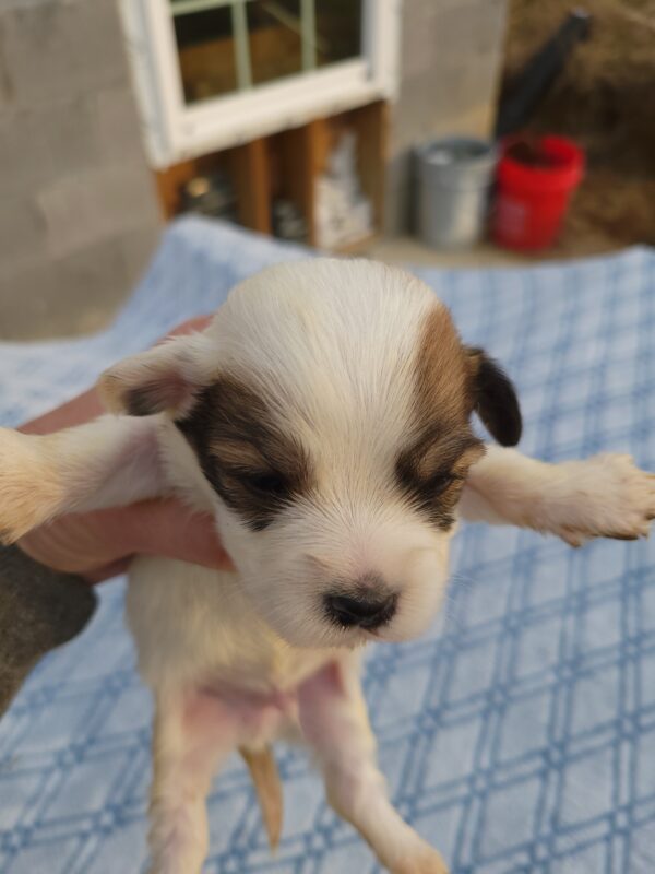 Reba's Male #2 Born 1-5-25 $2,275 - Image 19