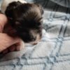 Lilly's Female #1 Born 2-1-25 $2575 is on her way home to Tennessee with Nancy! - Image 15