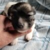 Lilly's Female #1 Born 2-1-25 $2575 is on her way home to Tennessee with Nancy! - Image 14
