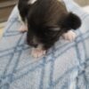 Lilly's Female #1 Born 2-1-25 $2575 is on her way home to Tennessee with Nancy! - Image 9