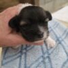 Lilly's Female #1 Born 2-1-25 $2575 is on her way home to Tennessee with Nancy! - Image 7