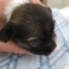 Lilly's Female #1 Born 2-1-25 $2575 is on her way home to Tennessee with Nancy! - Image 6
