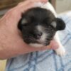 Lilly's Female #1 Born 2-1-25 $2575 is on her way home to Tennessee with Nancy! - Image 5