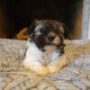 Lilly's Female #1 Born 2-1-25 $2575 is on her way home to Tennessee with Nancy! - Image 21