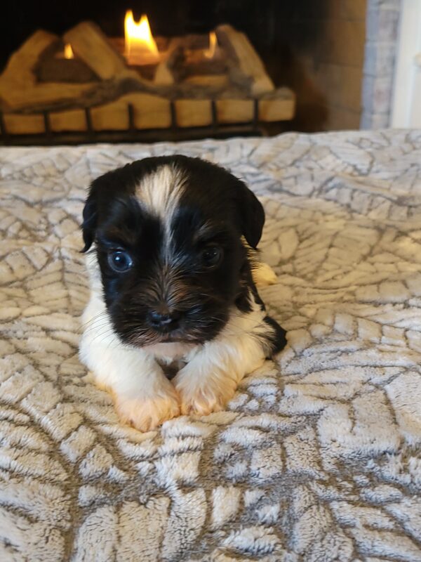 Amber's Female #2 Born 2/11/25 $2575 - Image 43