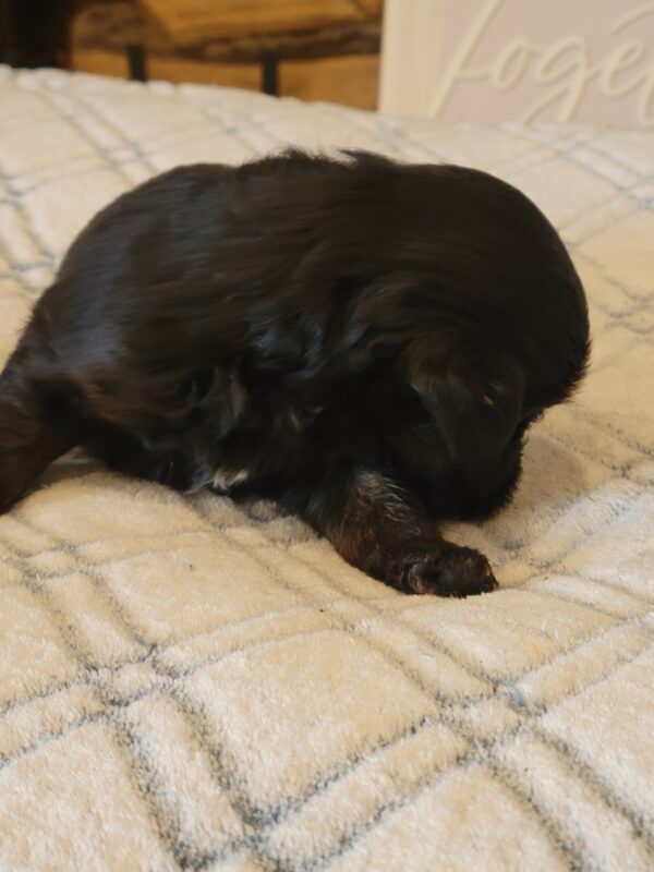 Polly's Male #4 Born 4/1/25 $2275 - Image 2