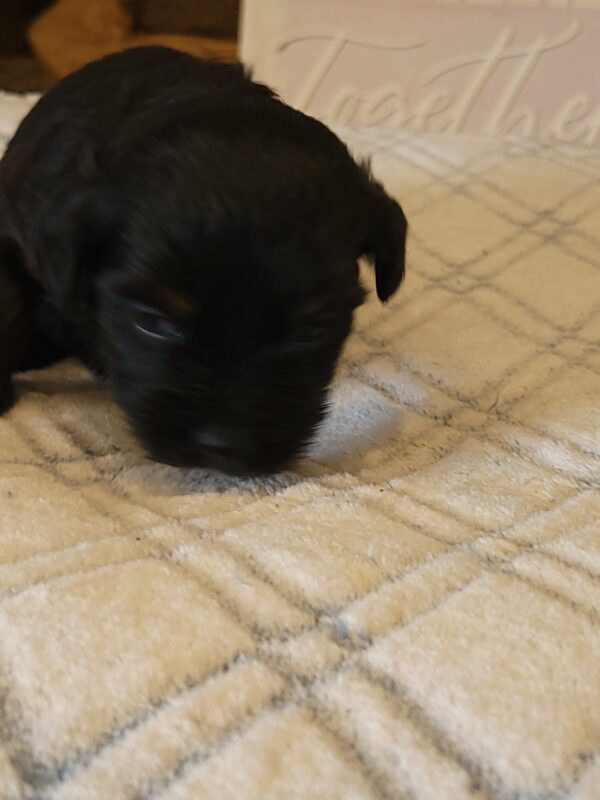 Polly's Male #4 Born 4/1/25 $2275 - Image 3